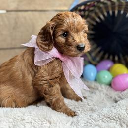 Sage - Red female Cavapoo puppy in Orrstown, Pennsylvania from Pawfect Fur Friends