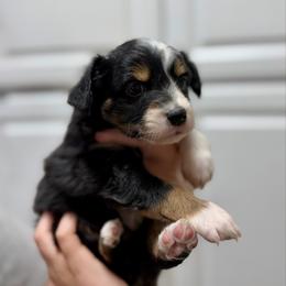 Onyx - Black tri-color female Australian Shepherd puppy in Odessa, Texas from Yucca Blossom Pups