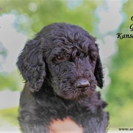 Jim - Black Goldendoodle puppy in Greer, South Carolina from South Paw Doodles
