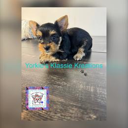 Pyper - Black and tan female Yorkshire Terrier puppy in Dierks, Arkansas from Yorkie’s Klassie Kreations