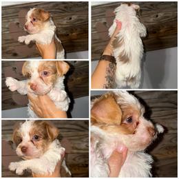 Hershey - Parti male Yorkshire Terrier puppy in Cleveland, Tennessee from Moody’s Morkies and More