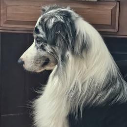 Casey - Australian Shepherd