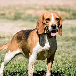 Gin - Beagle
