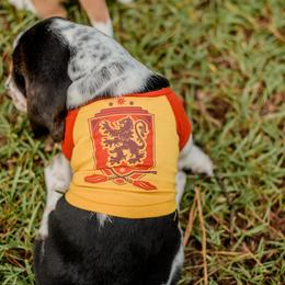 Basset Hound Puppies from Greene Acres Bassets