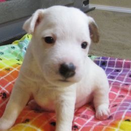 Jack Russell Terrier Puppies from Spritely Jack Russell Terriers