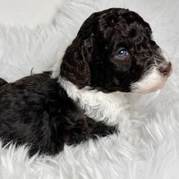 Brown and white tuxedo boy - Brown male Poodle puppy in Clarkston, Washington from Doodle & Poodle Palace
