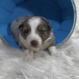 Tigger - Blue merle male Australian Shepherd puppy in Vail, Iowa from Homegrown Huskies