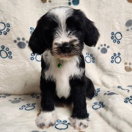 Bruce - Black and white male Tibetan Terrier puppy in Lane County, Oregon from Zara Tibetan Terriers