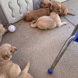 Brown collar male - Golden male Golden Retriever puppy in Yucaipa, California from Blessed Goldens