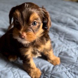 Boy 1 - Chocolate, tan and white male Yorkshire Terrier puppy in Des Moines, Iowa from Diamond Yorkshire Terriers