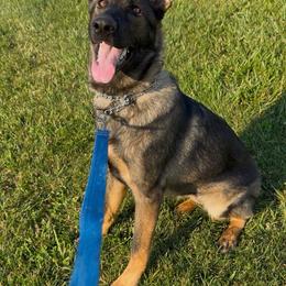 Heidi von Charry - Sable female German Shepherd puppy in Midway, Kentucky from Von Charry German Shepherd’s