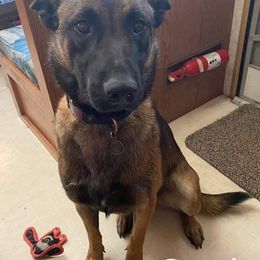 Belgian Malinois from Stellar Malinois