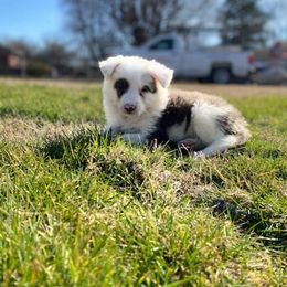 Border Collie Puppies from Duncan's Border Collies