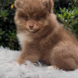 Waylon Jennings - Chocolate and tan male Pomeranian puppy in Sandia, Texas from Broken Arrow Poms