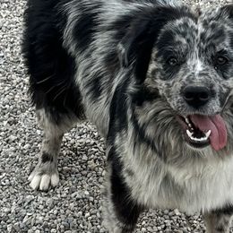 Australian Shepherds and Miniature Australian Shepherds from TTTNT Aussies