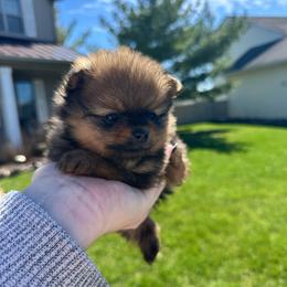 Jack - Orange sable male Pomeranian puppy in Waterloo, Indiana from Garcias Pomeranian
