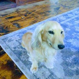 Harry - Dachshund