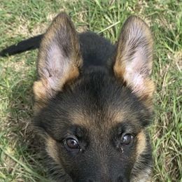 Abella - Black and red female German Shepherd puppy in Youngsville, North Carolina from Di casa Esperanza