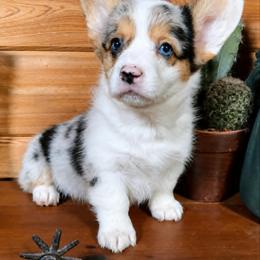 American Corgi, Australian Shepherd, and Pembroke Welsh Corgi Puppies from RussKris Farms Aussies & Corgis