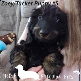 Puppy 5 - Black and tan male Dachshund puppy in Anamosa, Iowa from Melsh Precious Pets