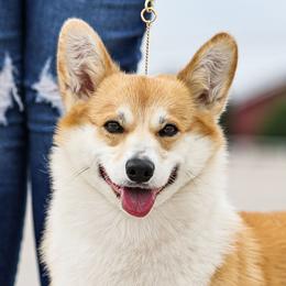 Pancake - Pembroke Welsh Corgi