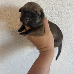 Blue collar - Red female Cane Corso puppy in Tucson, Arizona from Cane Corso Friends