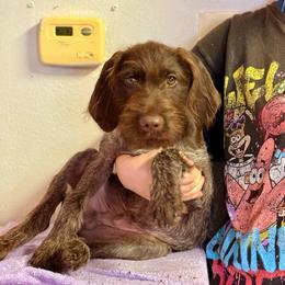 Reww - Brown and gray male Wirehaired Pointing Griffon puppy in Shelbyville, Texas from AndersonK9Kennels Bayou Beards