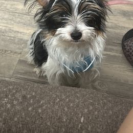 Lucky - Yorkshire Terrier