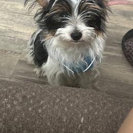 Lucky - Yorkshire Terrier