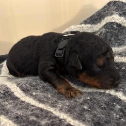 Mr. White - Black and tan male Airedale Terrier puppy in Huntersville, North Carolina from Cool Hand Luke Kennels