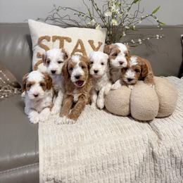 Girl 1 - Apricot female Goldendoodle puppy in Sacramento, California from Golden Heart Doodles
