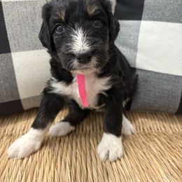 Cranberry - Black and white female Bernedoodle puppy in Beachwood, Ohio from Paws of the Vineyard