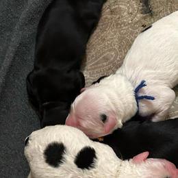 Fanta - Black and white female Portuguese Water Dog puppy in Weston, Idaho from Gro-T Kennels