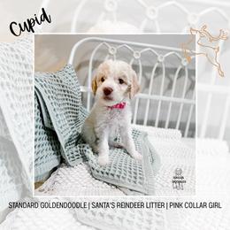 Cupid - Parti female Goldendoodle puppy in Montgomery, Texas from Dacus Doodles
