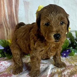 Yellow Collar - Red  female Goldendoodle puppy in Waterford, California from Windy Hill Doodles