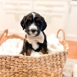 Woodstock - Tri-color male Bernedoodle puppy in Sulphur, Louisiana from Curly Q’s Of Carlyss