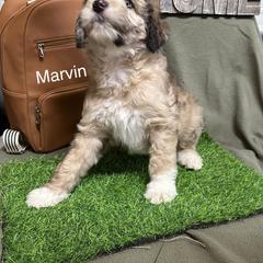 Aussiedoodle, Border Collie, Bordoodle, and Cockapoo Puppies from Holland Hilltop Farm