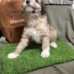 Aussiedoodle, Border Collie, Bordoodle, and Cockapoo Puppies from Holland Hilltop Farm