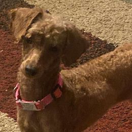 Lucy - Poodle