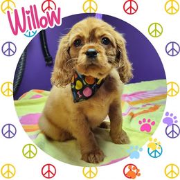 Willow - Ruby - Ruby Cavalier King Charles Spaniel puppy in Culpeper, Virginia from Heritage Hill Cavaliers