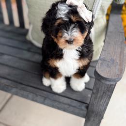 Bernedoodle Puppies from The Puppy Nest