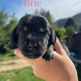Brie - Black and cream female Dachshund puppy in Rogue River, Oregon from Bear Feet Dachshunds