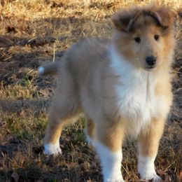 Collie Puppies from Lost Acres