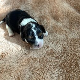 Oogie - Tri-color male Cavapoo puppy in Albuquerque, New Mexico from Enchantment Cavapoo & Pugapoo Puppies
