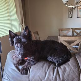 Skyler - Scottish Terrier