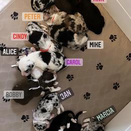 Aussiedoodle and Australian Shepherd Puppies from Junipersdoodles