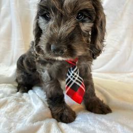 Hiram - Merle male Cockapoo puppy in Adrian, Oregon from ApplebyFarm