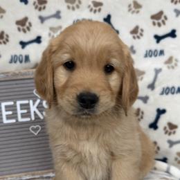 Golden Retriever puppies from Hailey’s goldens