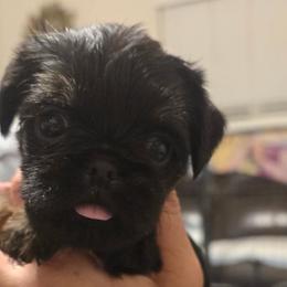 Girl 1 - Belge female Brussels Griffon puppy in Yucaipa, Texas from Griffs & Giggles Ranch - The Cortez Family