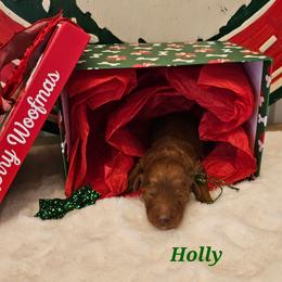 Holly - Red  female Goldendoodle puppy in Haughton, Louisiana from Bailey’s Cajun Canines